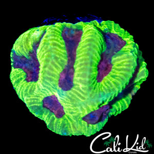 CB BUBBLE YUM FAVI