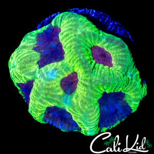 CB BUBBLE YUM FAVI