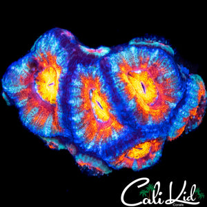 ULTIMATE RAINBOW ACAN COLONY