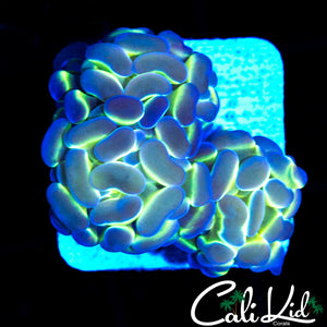 Hologram Type Hammer