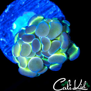 Hologram Type Hammer