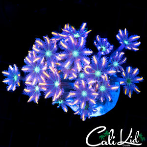 Rainbow Clove Polpys