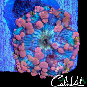Large Neptune Bounce Shroom