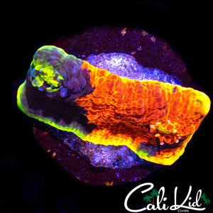 Insane Rainbow Chalice Frag