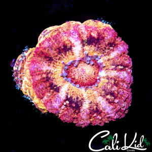 Rare Asian Acan w/ Babies
