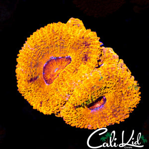 Rainbow Acan Double Morph