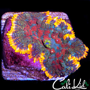 Tri Color Rhodactis Mushroom