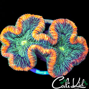 Convict Rainbow Rim Trachy