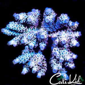 Ultra Rainbow Tenius Colony