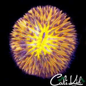 Ultra Dome Fungia
