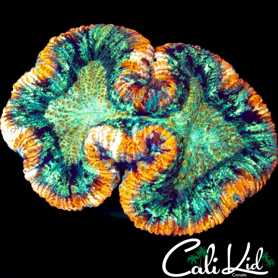 Tri Color Trachy