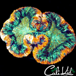 Tri Color Trachy
