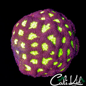 Ultra Favia Chunk