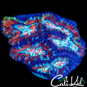 Ultra Rainbow Wilsoni