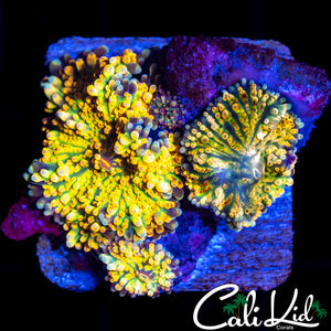 Stunning Rainbow Yuma Quad