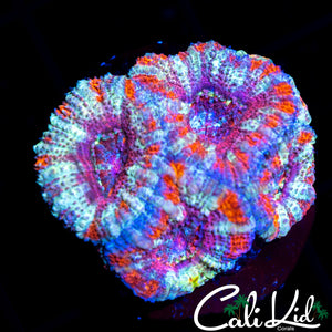 Rainbow Acan Quad