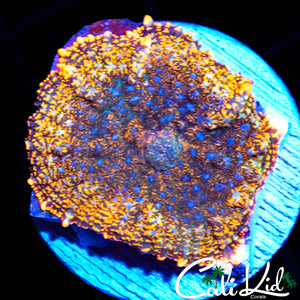 Rainbow Rim Rhodactis