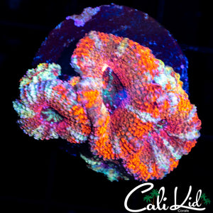 Ultra Acan Triple