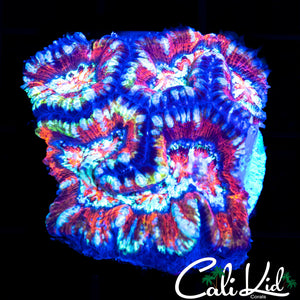 Rainbow WIlsoni