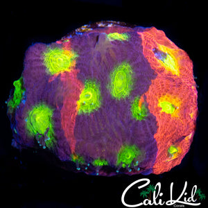 CB Jelly Bean Favia
