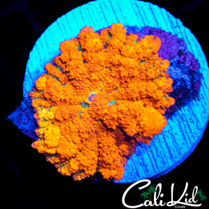 Mystery Bounce Mushroom