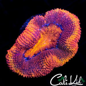 Large Rainbow Acan Lord