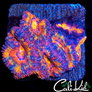 Ultra Rainbow Acan Mini Colony