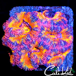 Ultra Rainbow Acan Mini Colony