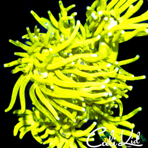 CK Banana Bay Goni