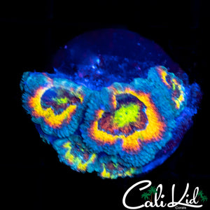 CK Fruit Loops Micro