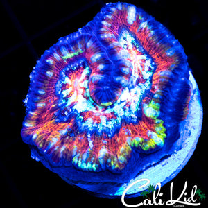 Ultra Rainbow Wilsoni
