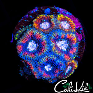 CK Rainbow Micro Mini Colony