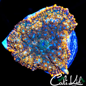Rainbow Rim Rhodactis Shroom
