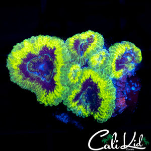 Rasta Acan Quad