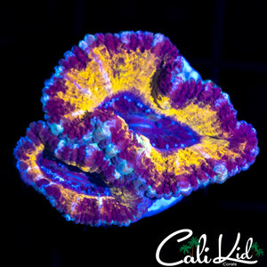 CK Black Panther Acan Double