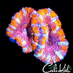 Ultra Acan Double