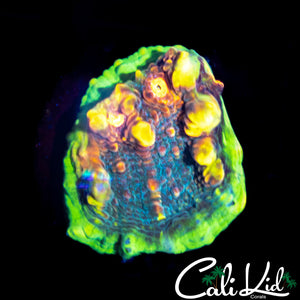 Ultra Chalice Frag