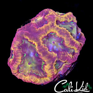 Pandemic Favia