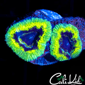 Rasta Acan Double