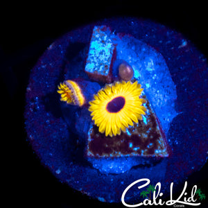 Great Owl Zoa Double