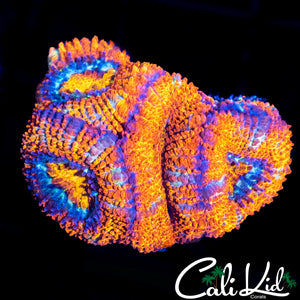 Ultra Acan Quad