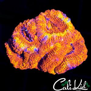Ultra Rainbow Acan Mini Colony