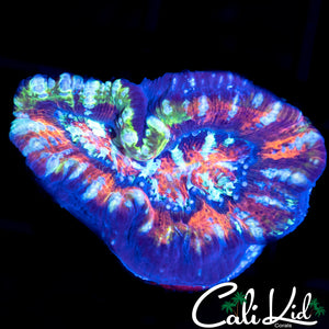 Rainbow Wilsoni Frag
