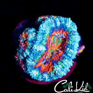 Rainbow Acan Lord w/ Babies
