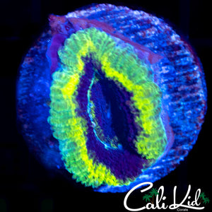 Rasta Acan