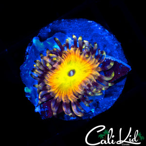 CK Saturns Rings Zoa