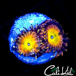 CK Saturns Rings Zoa Double