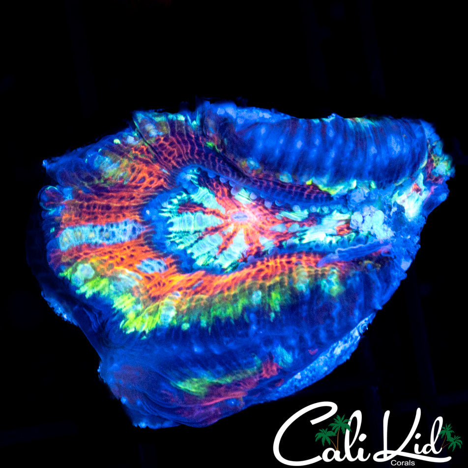 Insane Rainbow Wilsoni Frag