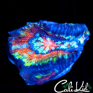 Insane Rainbow Wilsoni Frag
