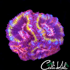 Ultra Rainbow Acan Quad